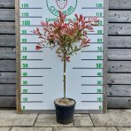 Červienka fraserova (Photinia fraseri) ´PINK MARBLE´ - výška 90-100 cm, kont. C7L  - NA KMIENKU 